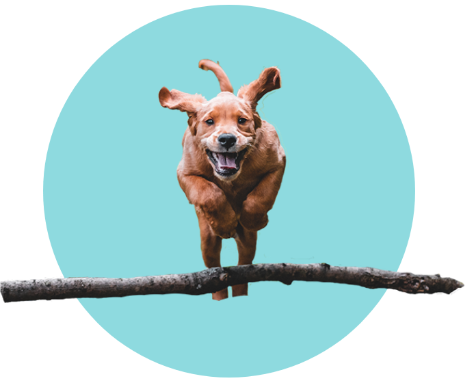 Blue Circle Dog