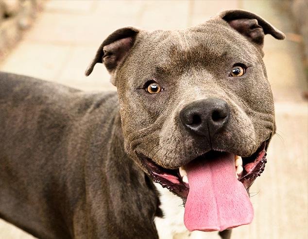 The Truth About Breed Discrimination