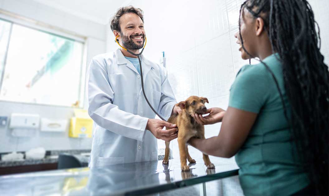 Veterinarian performing a health check on dog
