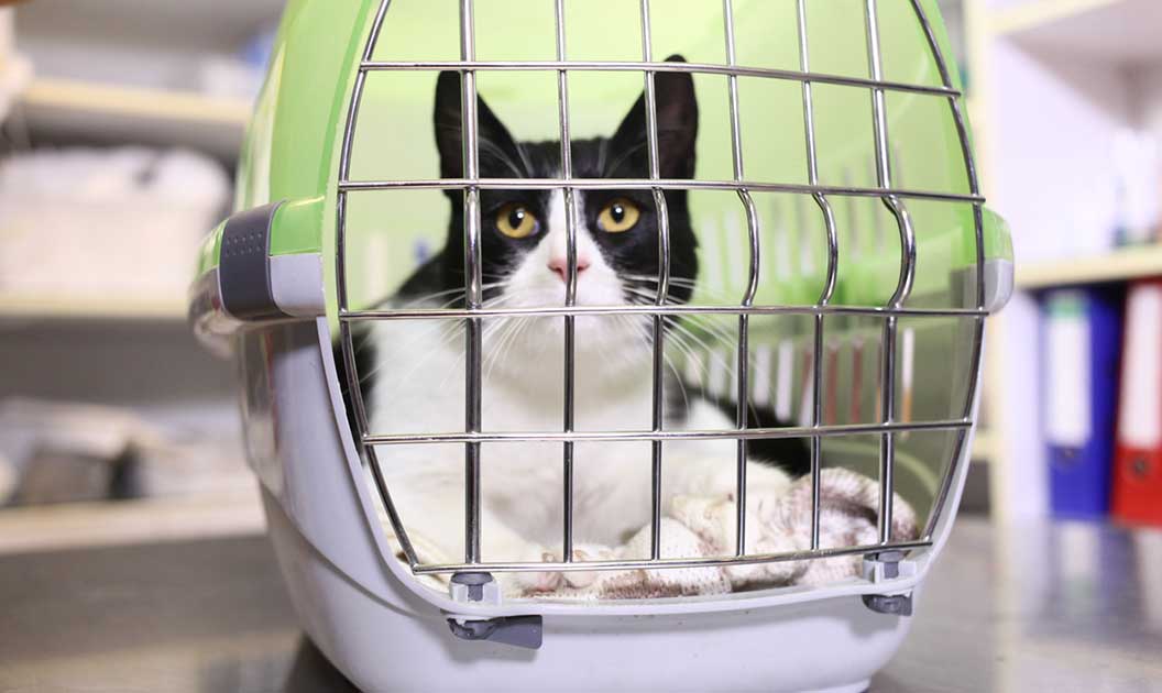 Black and white cat in a pet carrier.