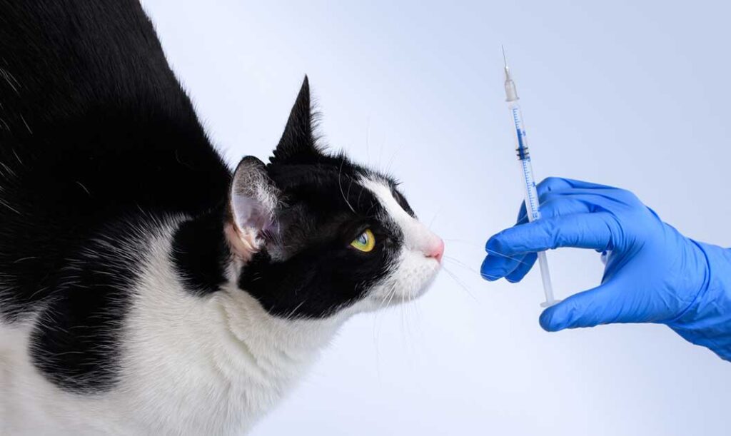 Cat next to a hand holding a vaccine syringe.