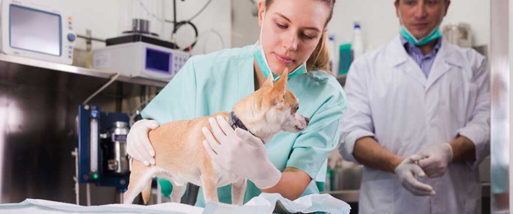 low-cost spay/neuter clinic in ocala, fl assistant holds a dog waiting for a medical exam. 